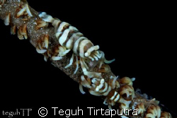 A pair of commensal shrimp (Pontonides unciger). Canon EO... by Teguh Tirtaputra 